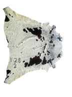 Cowhide with black spots on a white background