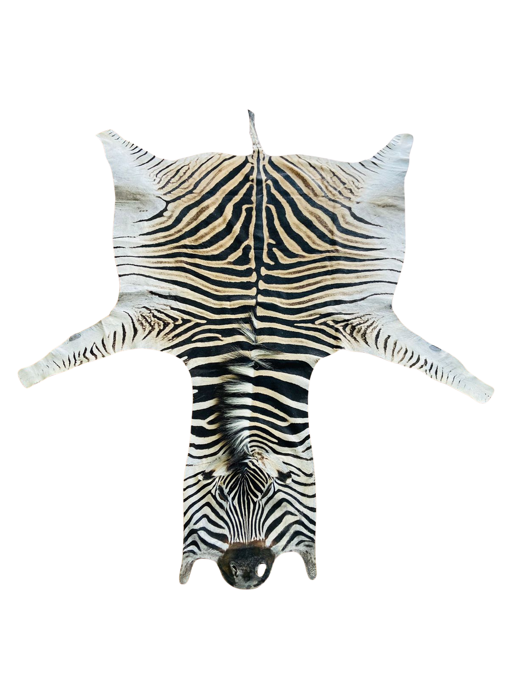 Zebra skin rug 