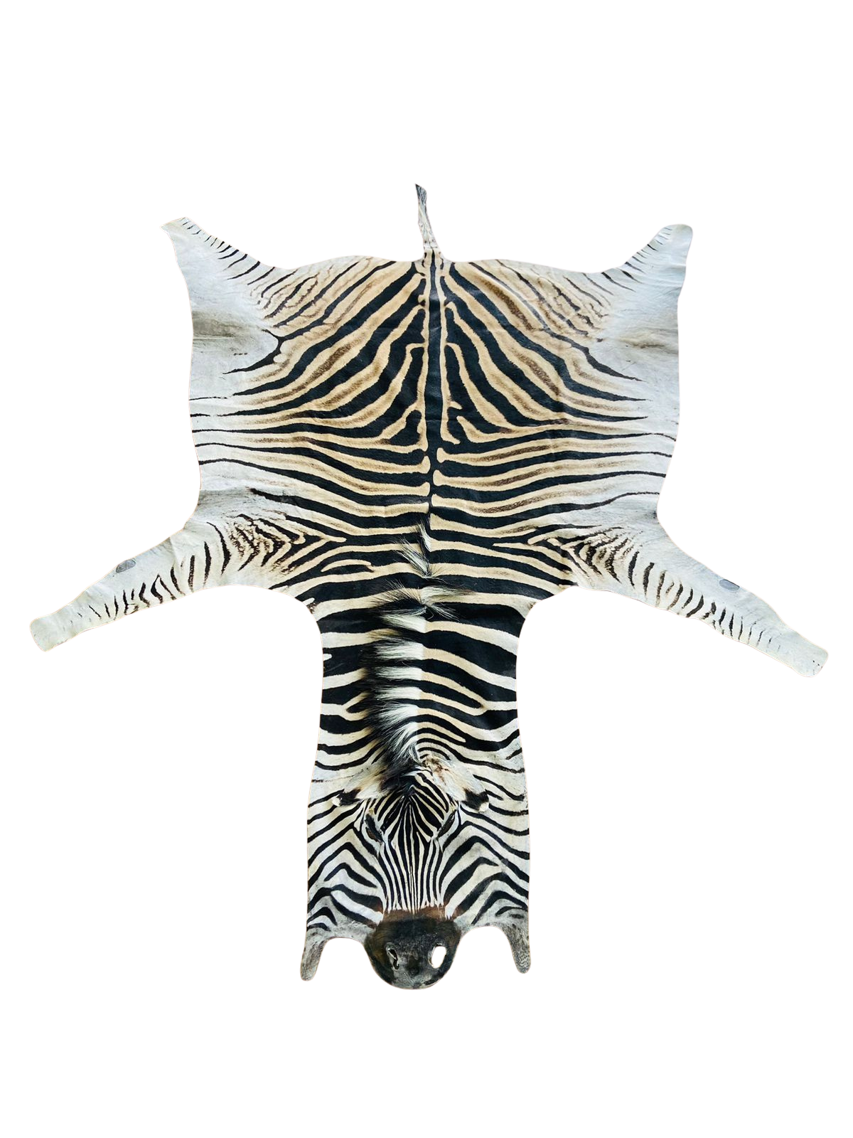 Zebra skin rug 