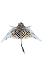Zebra skin rug 