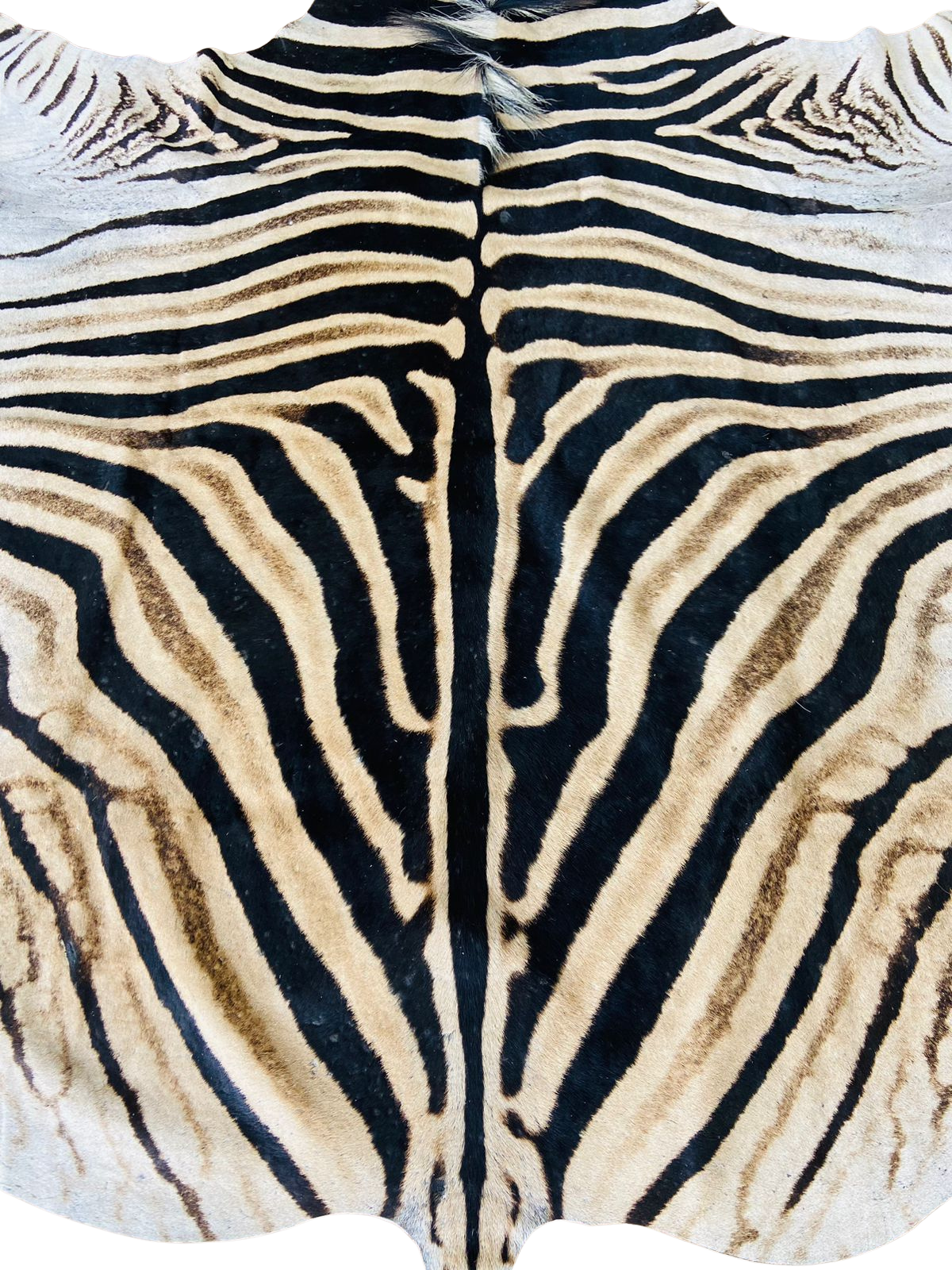 Close-up of a zebra skin pattern with black and beige stripes.