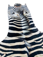 Zebra hide with black and white stripes