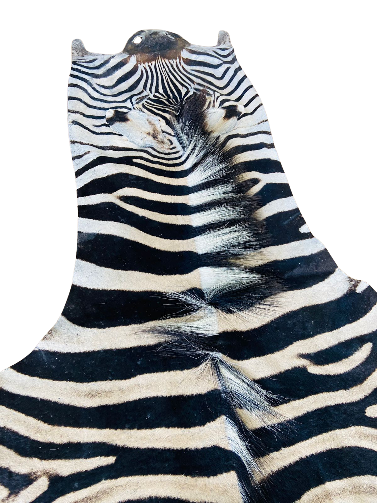 Zebra hide with black and white stripes
