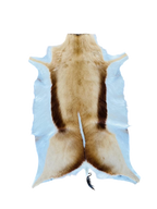springbok hide 