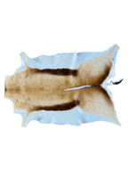springbok hide 