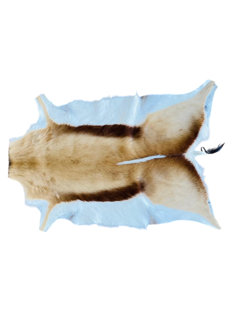 springbok hide 