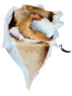 springbok hide 